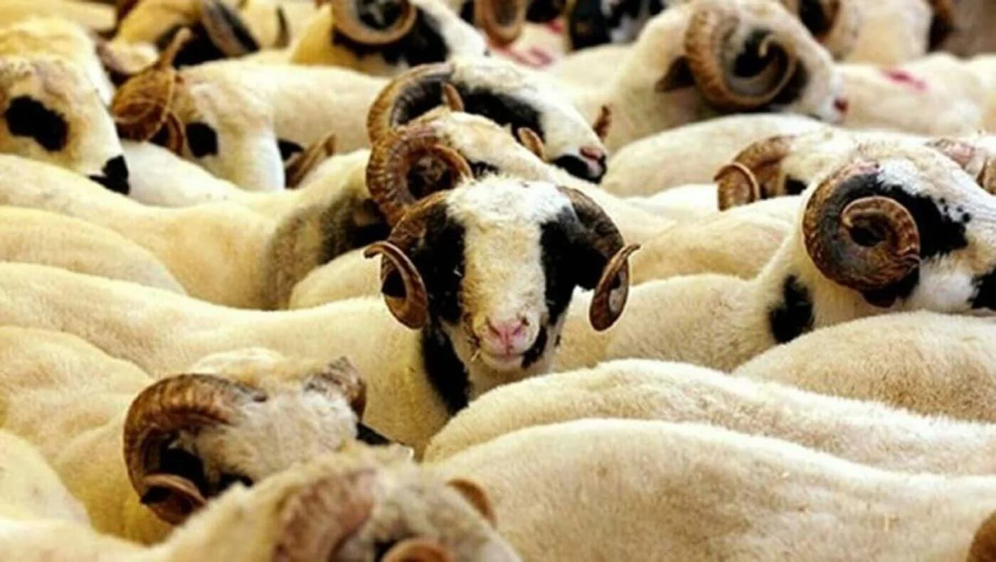 Afyon Kurbanlık | Online Adaklık Kurban | Akika Kurbanı | Şükür Kurbanı | Afyon Adaklık Kurban