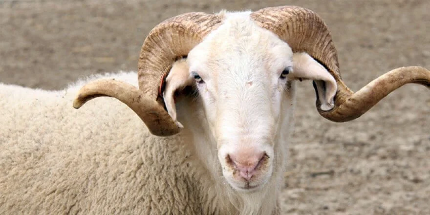 Afyon Kurbanlık | Online Adaklık Kurban | Akika Kurbanı | Şükür Kurbanı | Afyon Adaklık Kurban