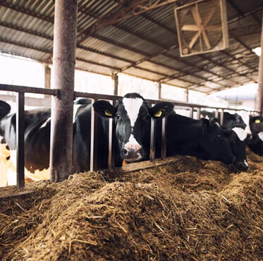 Afyon Kurbanlık | Online Adaklık Kurban | Akika Kurbanı | Şükür Kurbanı | Afyon Adaklık Kurban